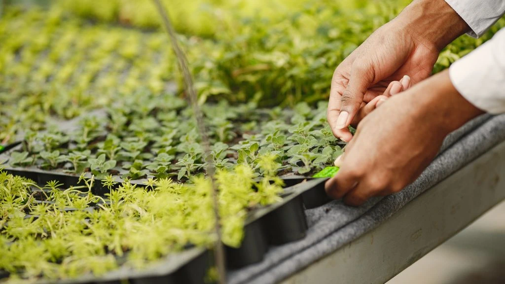 Open Hand Trust program still showing hands at work in a greenhouse